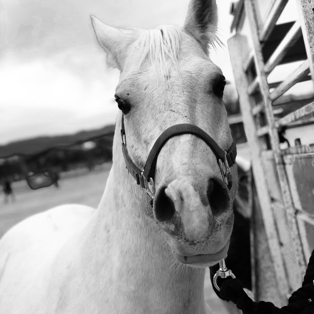 Meet your Posher, Amber